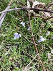 Violaceae