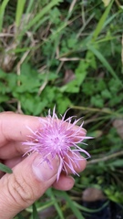 Centaurea stoebe australis
