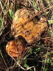 Suillus pungens