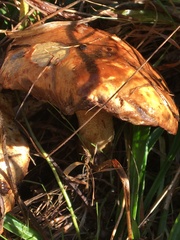 Suillus pungens