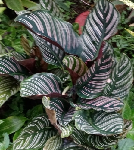 Foto de Maranta-riscada