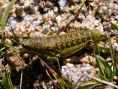 Monistria concinna