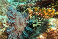 Acanthaster