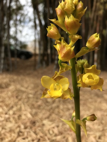 Cyrtopodium withneri