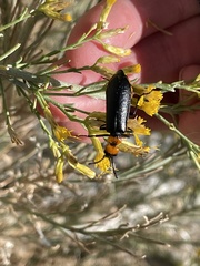 Lytta vulnerata