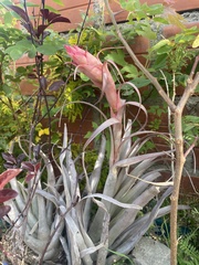 Tillandsia sphaerocephala