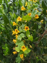 Tropaeolum ciliatum
