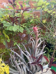 Tillandsia sphaerocephala