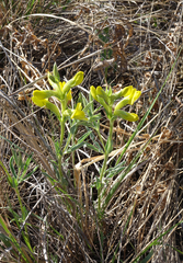 Thermopsis mongolica