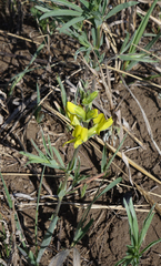 Thermopsis mongolica