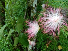 Calliandra surinamensis