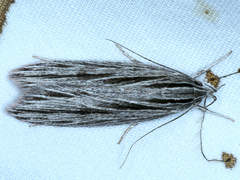 Leistarcha scitissimella