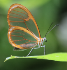 Pteronymia rufocincta