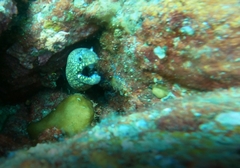 Muraena lentiginosa