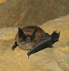 Myotis leibii