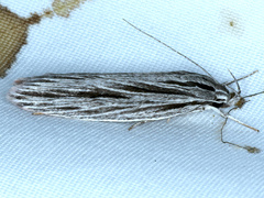 Leistarcha scitissimella