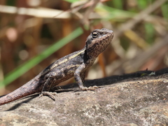 Diporiphora australis