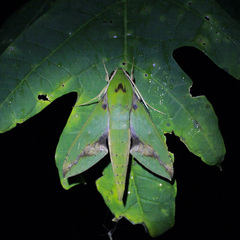 Xylophanes chiron