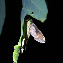 Xylophanes chiron