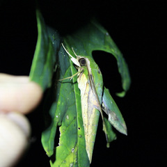 Xylophanes chiron