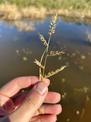 Echinochloa