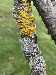 Polycauliona polycarpa