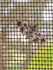 Chabula acamasalis