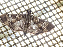 Chabula acamasalis