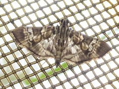 Chabula acamasalis