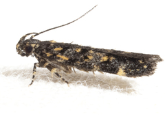 Chionodes bicostomaculella