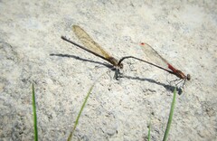 Hetaerina rosea