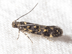 Chionodes bicostomaculella