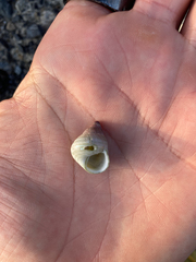 Micrelenchus purpureus