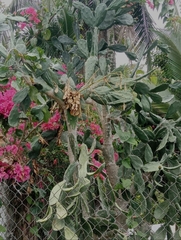 Opuntia karwinskiana