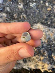 Micrelenchus purpureus