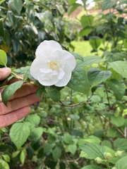 Philadelphus coronarius