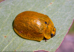 Paropsis augusta