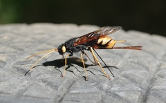 Urocerus gigas