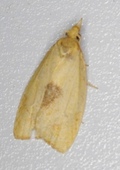 Cenopis mesospila