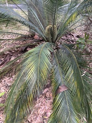 Macrozamia communis