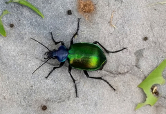 Calosoma sycophanta