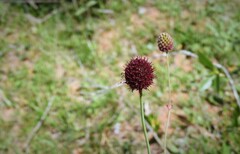 Eryngium sanguisorba
