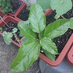 Angiospermae