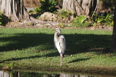 Ardea herodias occidentalis × wardi