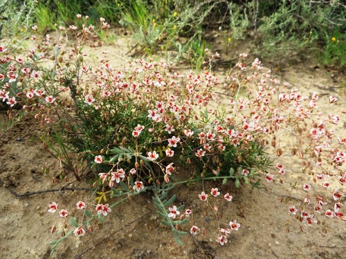 Image of Pharnaceum aurantium by (c) linkie, some rights reserved (CC BY)