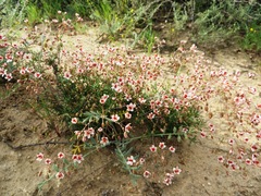 Pharnaceum aurantium