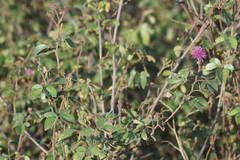 Mimosa albida