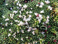 Kelleria