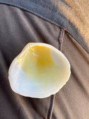 Pseudarcopagia disculus