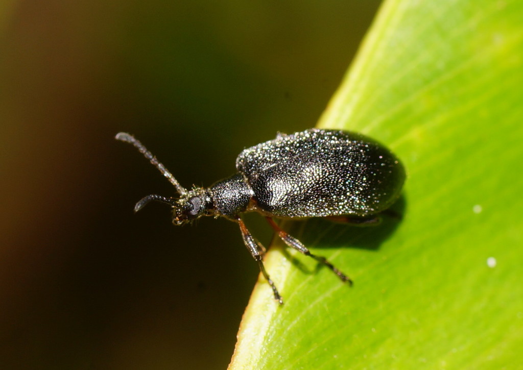 Ecnolagria schneiderae